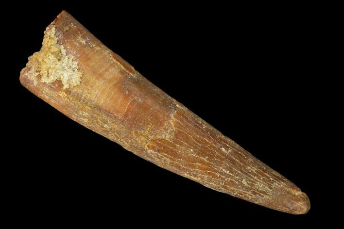 Fossil Pterosaur (Siroccopteryx) Tooth - Morocco #159118